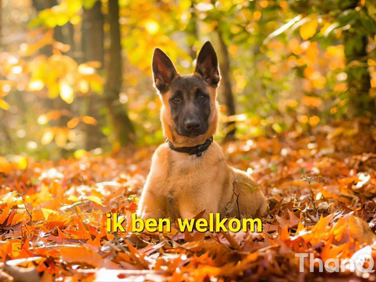 Villa Leuk Chalet Te Huur In Putten, Honden Van Harte Welkom, Alleen Voor Recreatie Exterior foto
